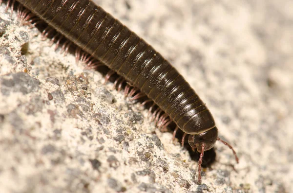 Milípedo portugués Ommatoiulus moreleti en Santa Cruz de La Palma. — Foto de Stock