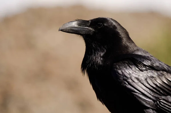 Canárias corvo Corvus corax canariensis. — Fotografia de Stock