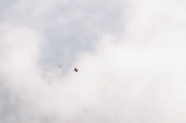 Corbeau des îles Canaries volant dans le brouillard. — Photo