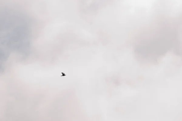 Cuervo canario volando en la niebla. —  Fotos de Stock