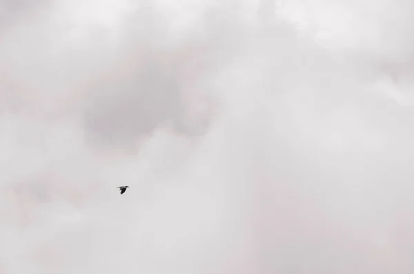 Corvo das Ilhas Canárias voando no nevoeiro. — Fotografia de Stock