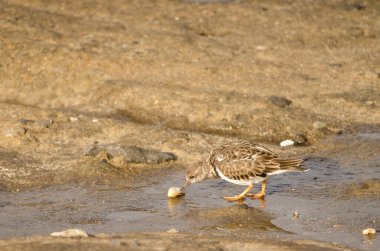Macadamia fıstıklı bir döner taş..