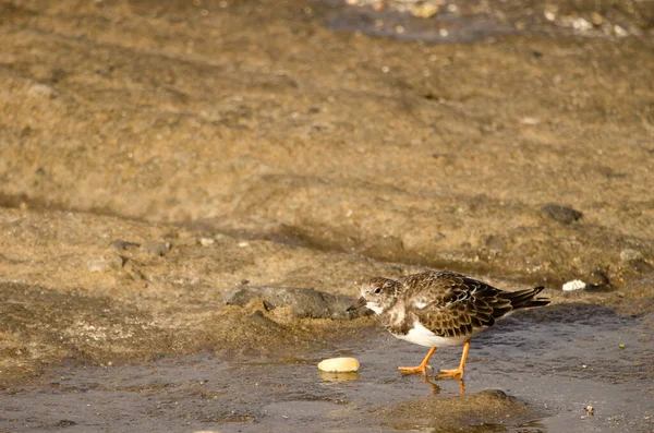 Pedra giratória Ruddy com uma noz de macadâmia. — Fotografia de Stock