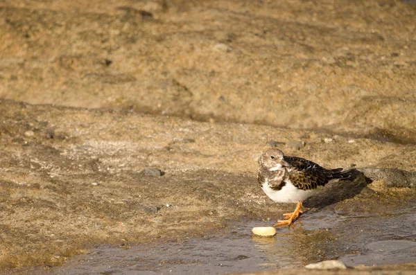 Ruddy turnstone met een macadamianoot. — Stockfoto