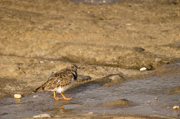 Ruddy Turnstone Arenaria интерпретирует . — стоковое фото