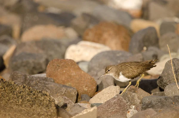 共通のサンドパイパー Actitis hypoleucos. — ストック写真