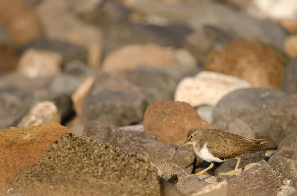 Frequentes Sandpiper Actitis hypoleucos . — Fotografia de Stock