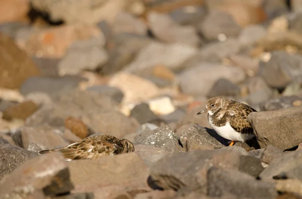 Ruddy turnstones Arenaria interprets. — Stock fotografie