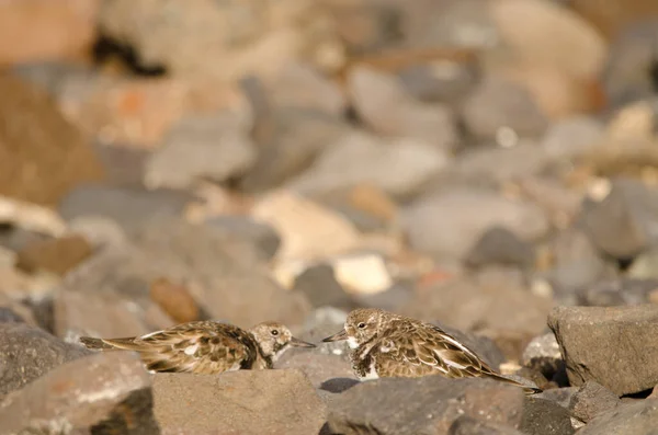 Ruddy Turnstones Arenaria interpretează. — Fotografie, imagine de stoc