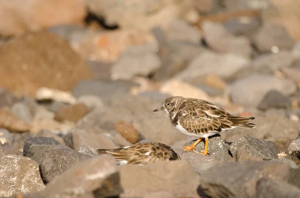 Ruddy turnstones Arenaria interprets. — Stock fotografie