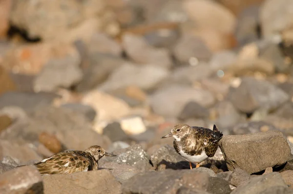 Ruddy Turnstones Arenaria interpreteert. — Stockfoto