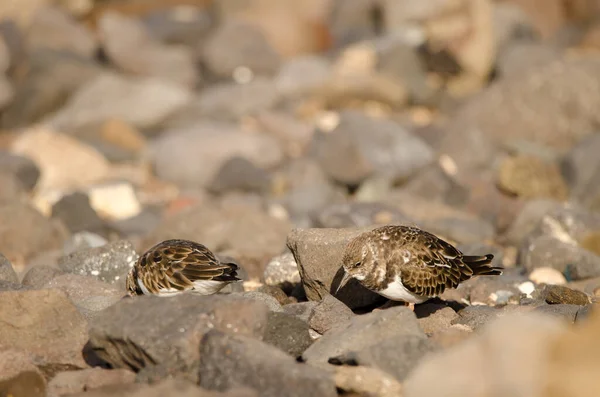 Ruddy Turnstones Arenaria interpreteert. — Stockfoto