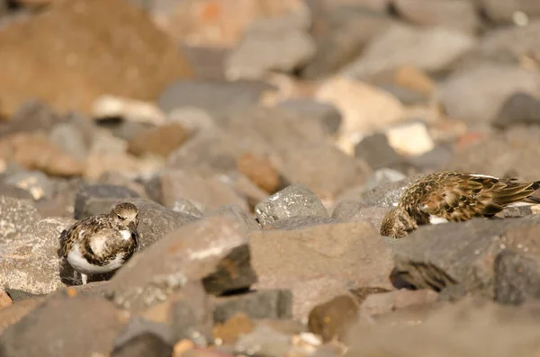 Ruddy skivspelare Arenaria tolkar. — Stockfoto