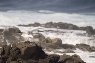 Sarı bacaklı martı Larus Michael Atlantis..