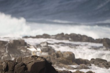 Sarı bacaklı martı Larus Michael Atlantis..