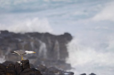 Sarı bacaklı martı Larus Michael Atlantis..