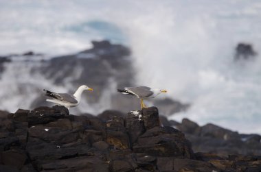 Sarı bacaklı martılar Larus Michael Atlantis..