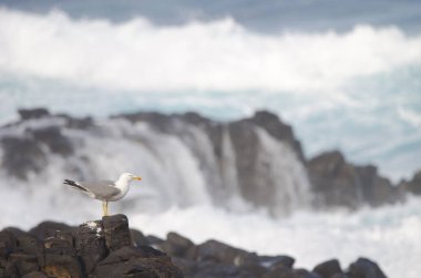 Sarı bacaklı martı Larus Michael Atlantis..