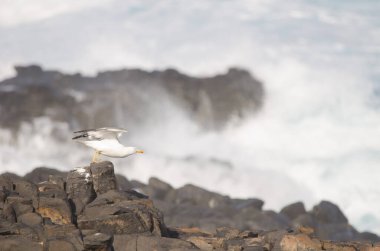 Sarı bacaklı martı uçuyor.