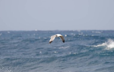 Sarı bacaklı martı uçuş.