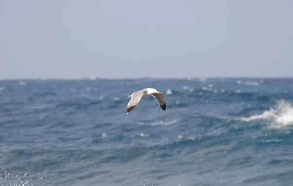 Geelpootmeeuw tijdens de vlucht. — Stockfoto