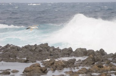 Sarı bacaklı martı uçuş.
