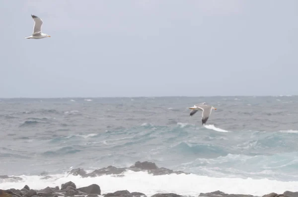 Gaviotas de patas amarillas en vuelo. — Foto de Stock