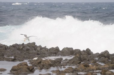 Sarı bacaklı martı uçuş.