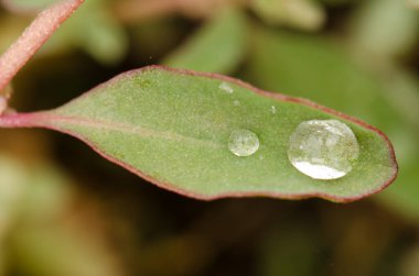 Su damlalı Avustralya tuzlu yaprağı.