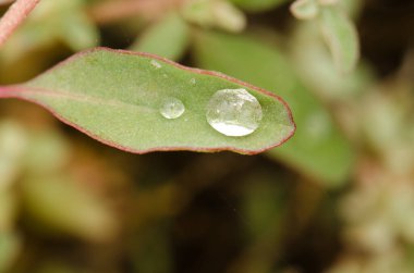 Su damlalı Avustralya tuzlu yaprağı.