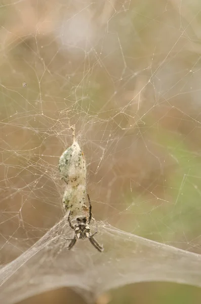 Aranha de teia de tenda tropical com seu saco de ovo. — Fotografia de Stock