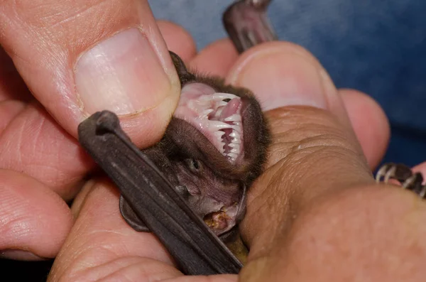 Showing the teeth of a greater noctule bat. — Stock Photo, Image