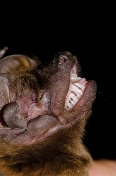 Testa di pipistrello notturno maggiore. — Foto Stock