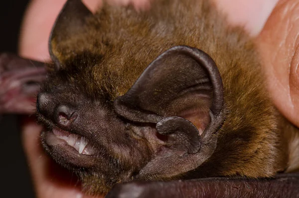 Head of a greater noctule bat. — Stock Photo, Image