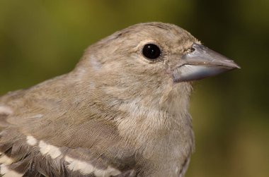 Gran Kanarya Mavi papatya İnci.