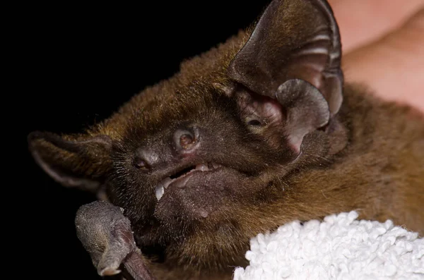 Head of greater noctule bat captured for study. — Stock Photo, Image
