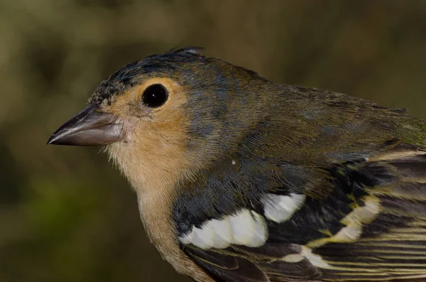 雄藏红花（Fringilla canariensis bakeri）. — 图库照片