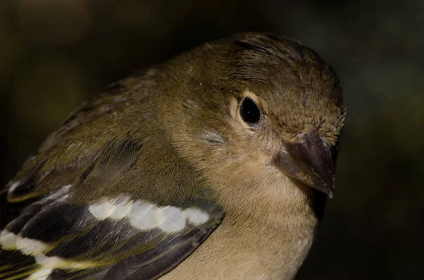 雌性长颈鹿（Fringilla canariensis bakeri）. — 图库照片