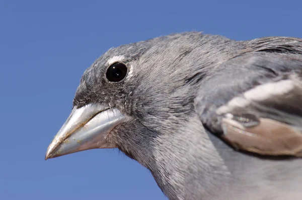 Gran Canaria Buchfink. — Stockfoto