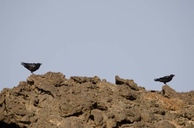 Kanarya Adaları Kuzgunları.