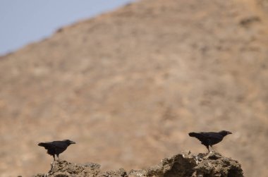 Kanarya Adaları Kuzgunları.