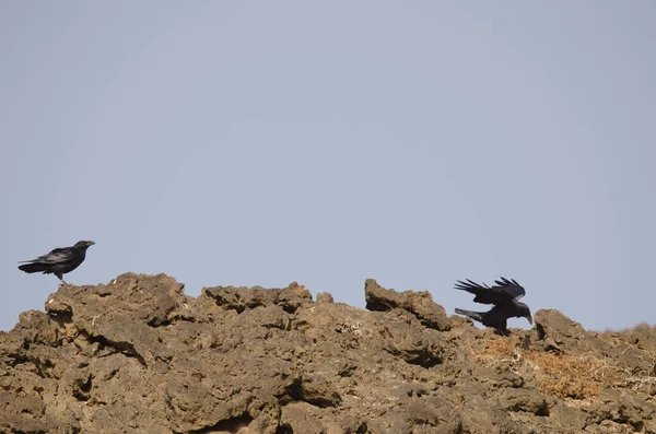 Corvos das Ilhas Canárias. — Fotografia de Stock
