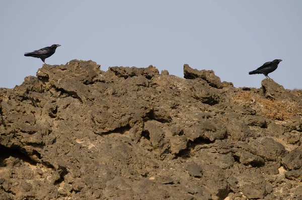 Raven van de Canarische Eilanden. — Stockfoto