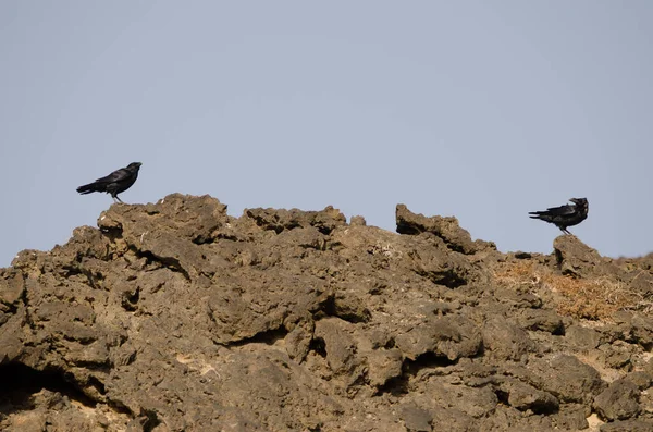 Canary Islands ravens. — Stock Photo, Image