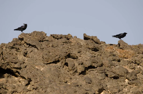 Raven van de Canarische Eilanden. — Stockfoto