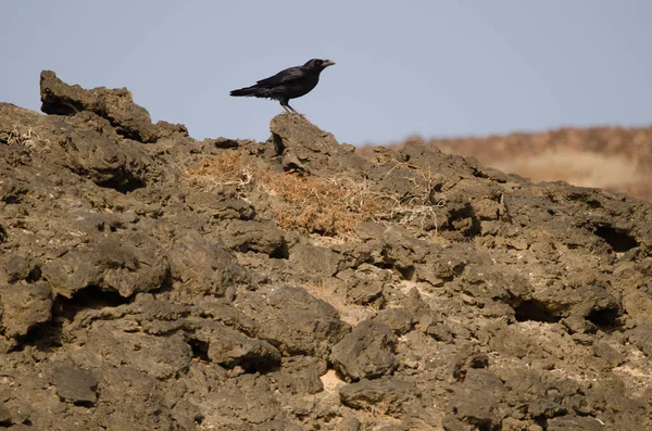加那利群岛乌鸦. — 图库照片
