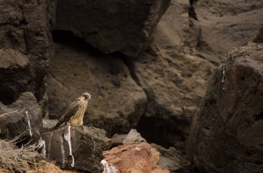 Eleonoras Falco eleonorae.