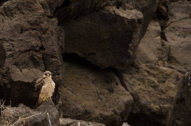 Eleonoras Falco eleonorae.