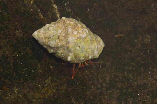隐蟹占据着一颗红嘴的石弹. — 图库照片