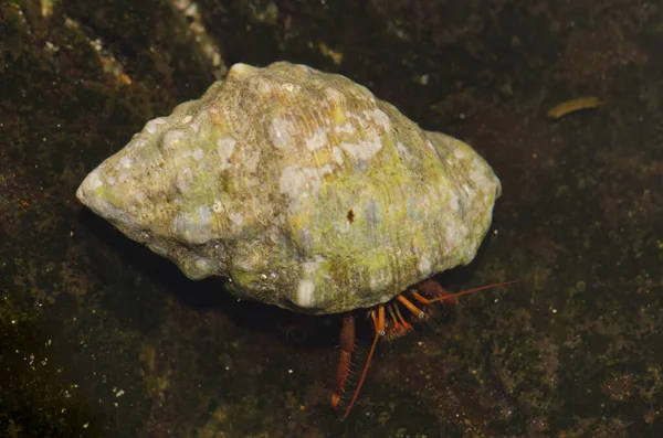 Hermit krabba upptar en röd mun sten skal. — Stockfoto